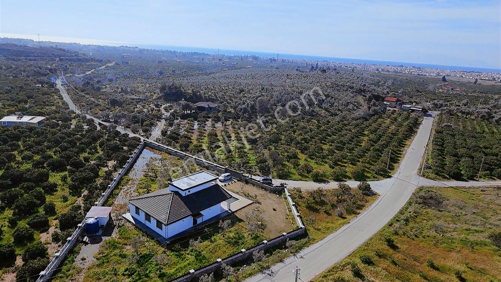 Eşsiz Mandalin Bahçesi - Görsel 8