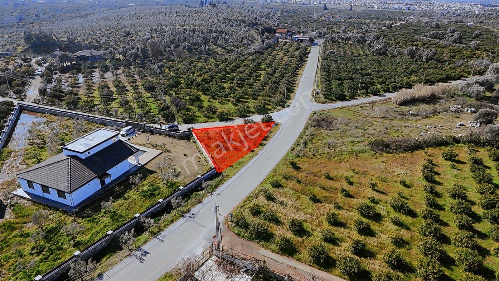 Eşsiz Mandalin Bahçesi