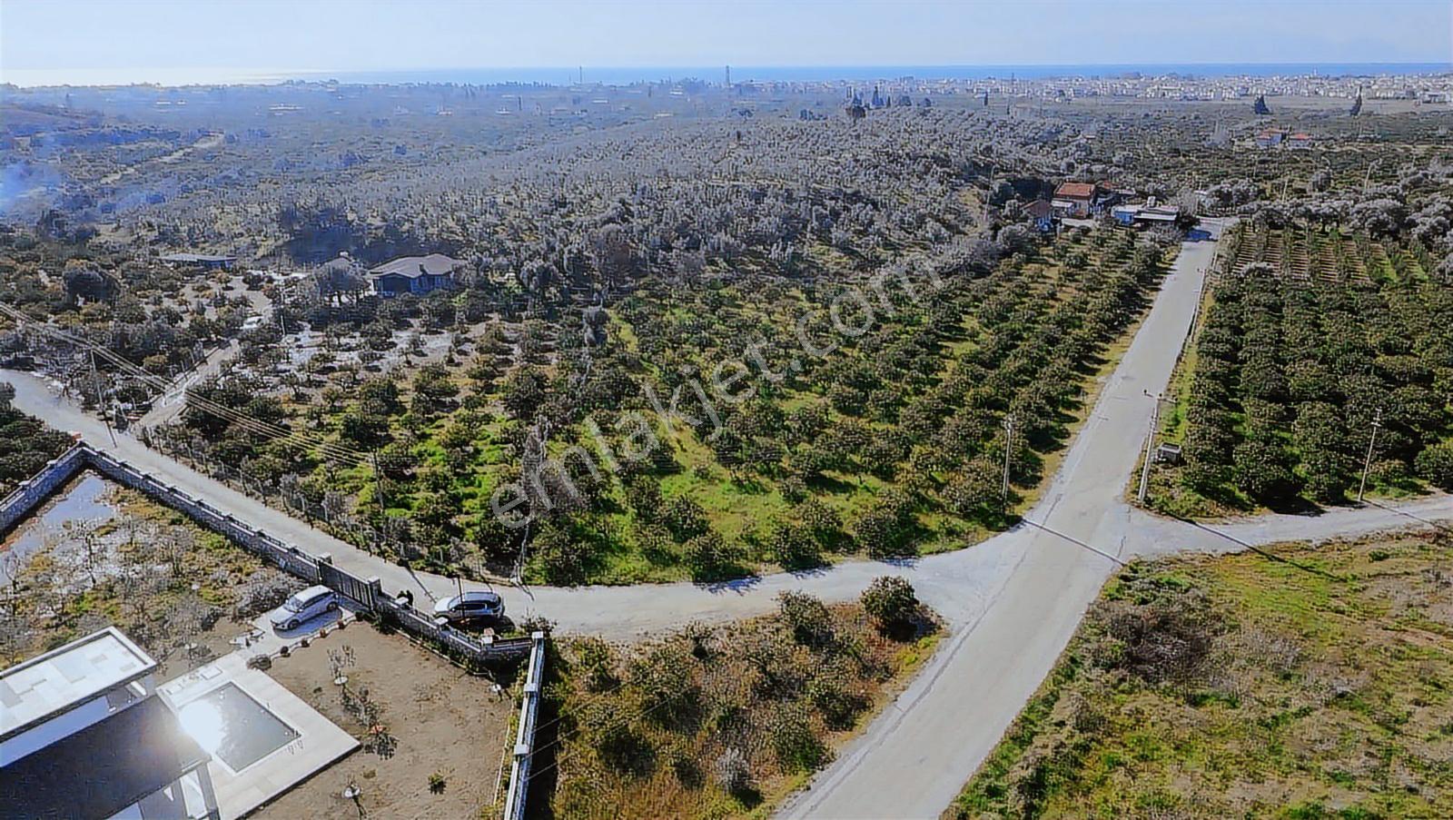 Eşsiz Mandalin Bahçesi - Görsel 5