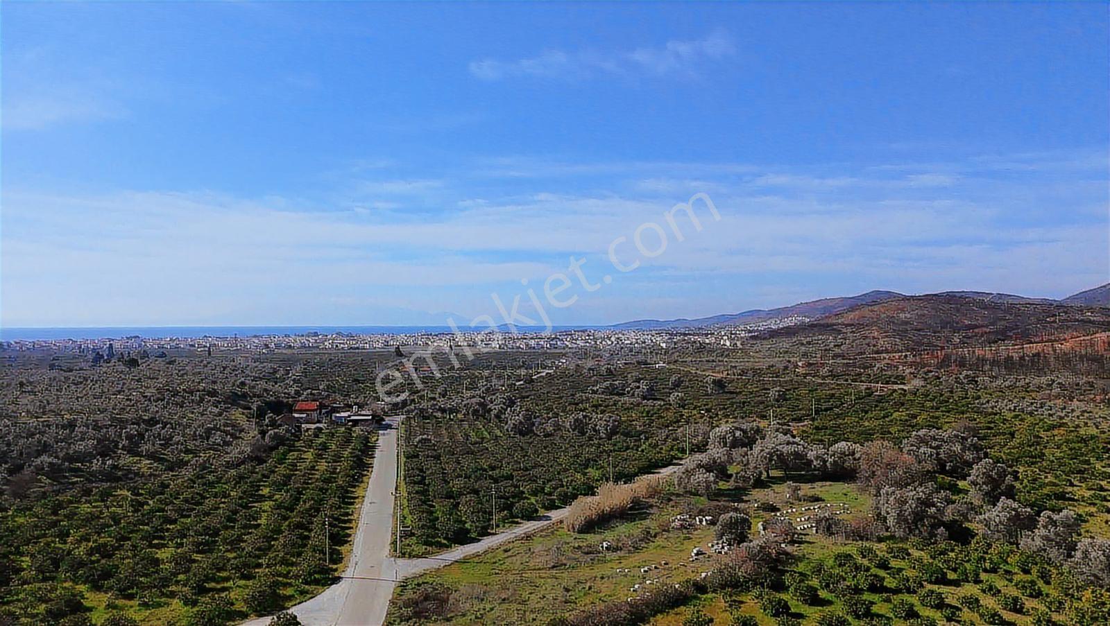 Eşsiz Mandalin Bahçesi - Görsel 10
