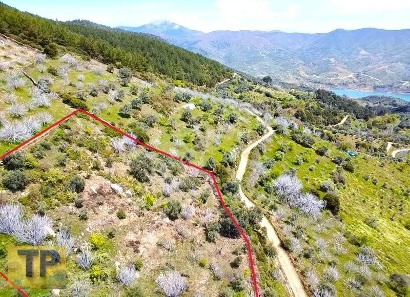 Tire Pınar Emlak Tan Satılık İncir Ve Zeytin Bahçesi - Görsel 15