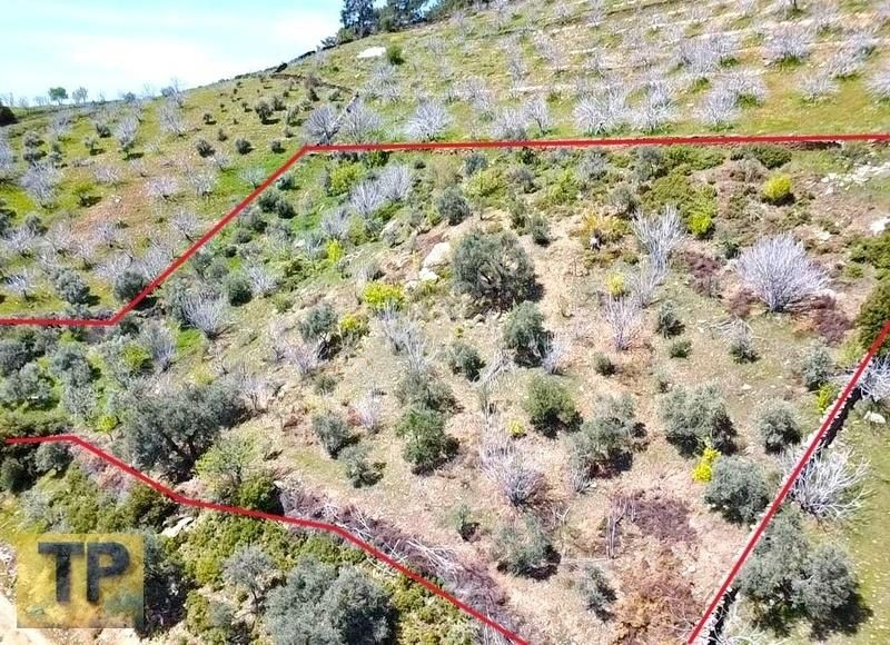 Tire Pınar Emlak Tan Satılık İncir Ve Zeytin Bahçesi - Görsel 13