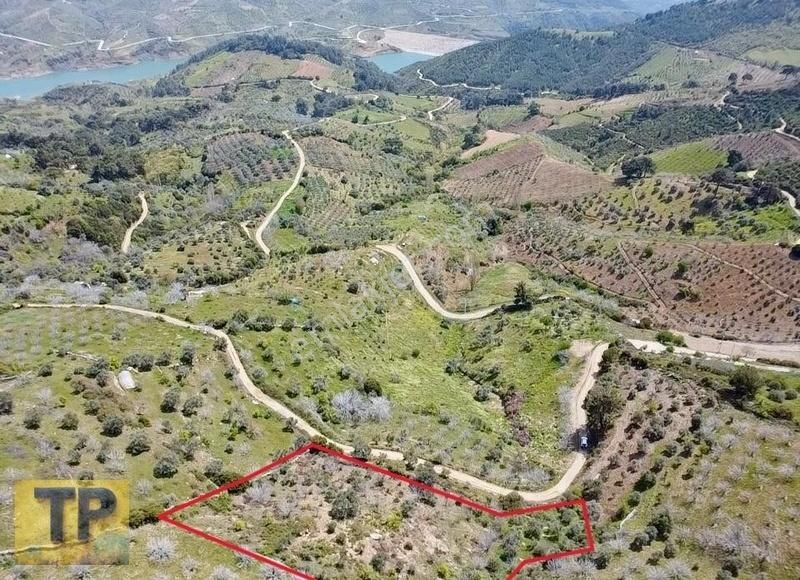 Tire Pınar Emlak Tan Satılık İncir Ve Zeytin Bahçesi - Görsel 4