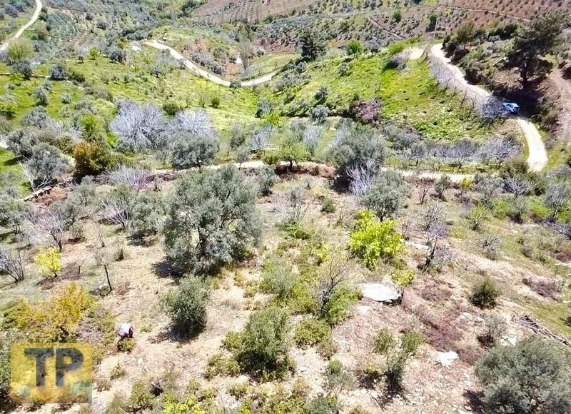 Tire Pınar Emlak Tan Satılık İncir Ve Zeytin Bahçesi - Görsel 12