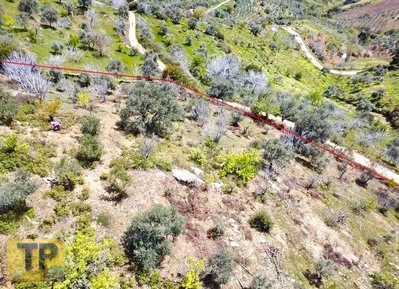 Tire Pınar Emlak Tan Satılık İncir Ve Zeytin Bahçesi