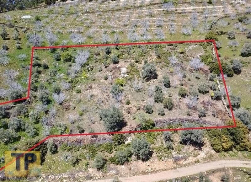 Tire Pınar Emlak Tan Satılık İncir Ve Zeytin Bahçesi - Görsel 5