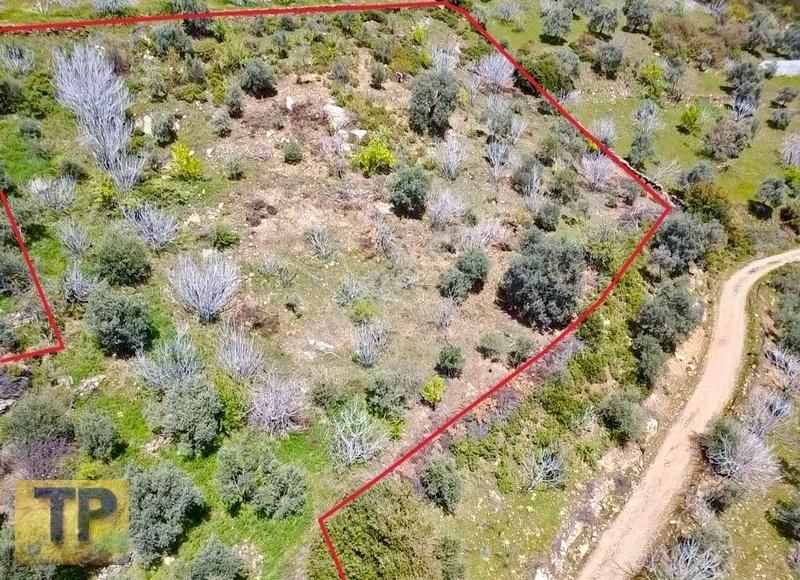 Tire Pınar Emlak Tan Satılık İncir Ve Zeytin Bahçesi - Görsel 9