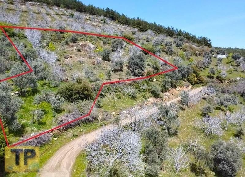 Tire Pınar Emlak Tan Satılık İncir Ve Zeytin Bahçesi - Görsel 14