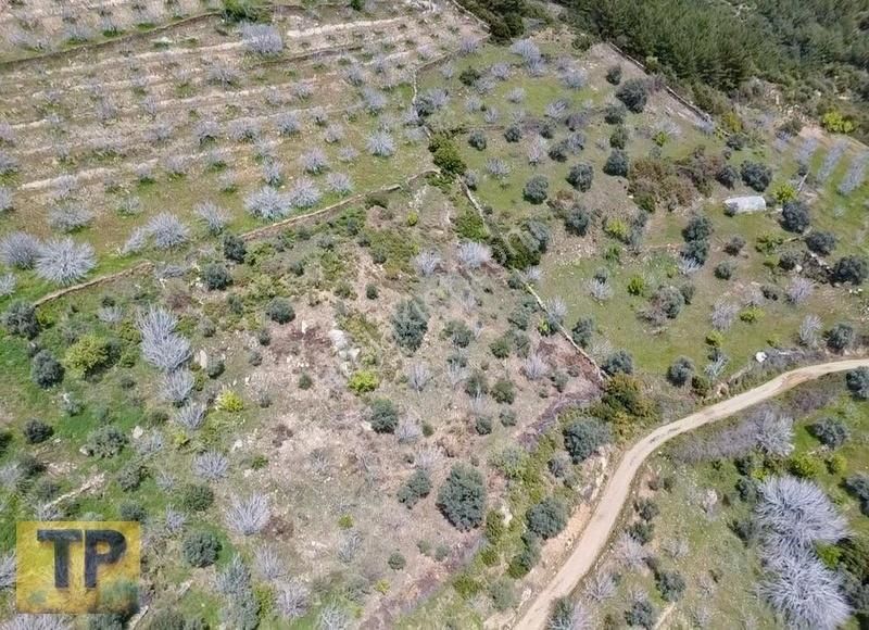 Tire Pınar Emlak Tan Satılık İncir Ve Zeytin Bahçesi - Görsel 3