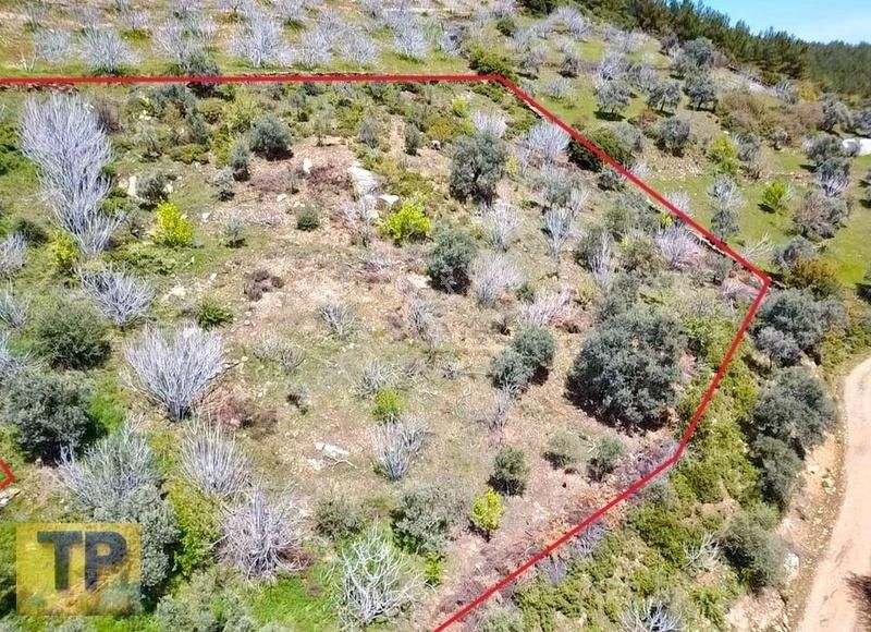 Tire Pınar Emlak Tan Satılık İncir Ve Zeytin Bahçesi - Görsel 10