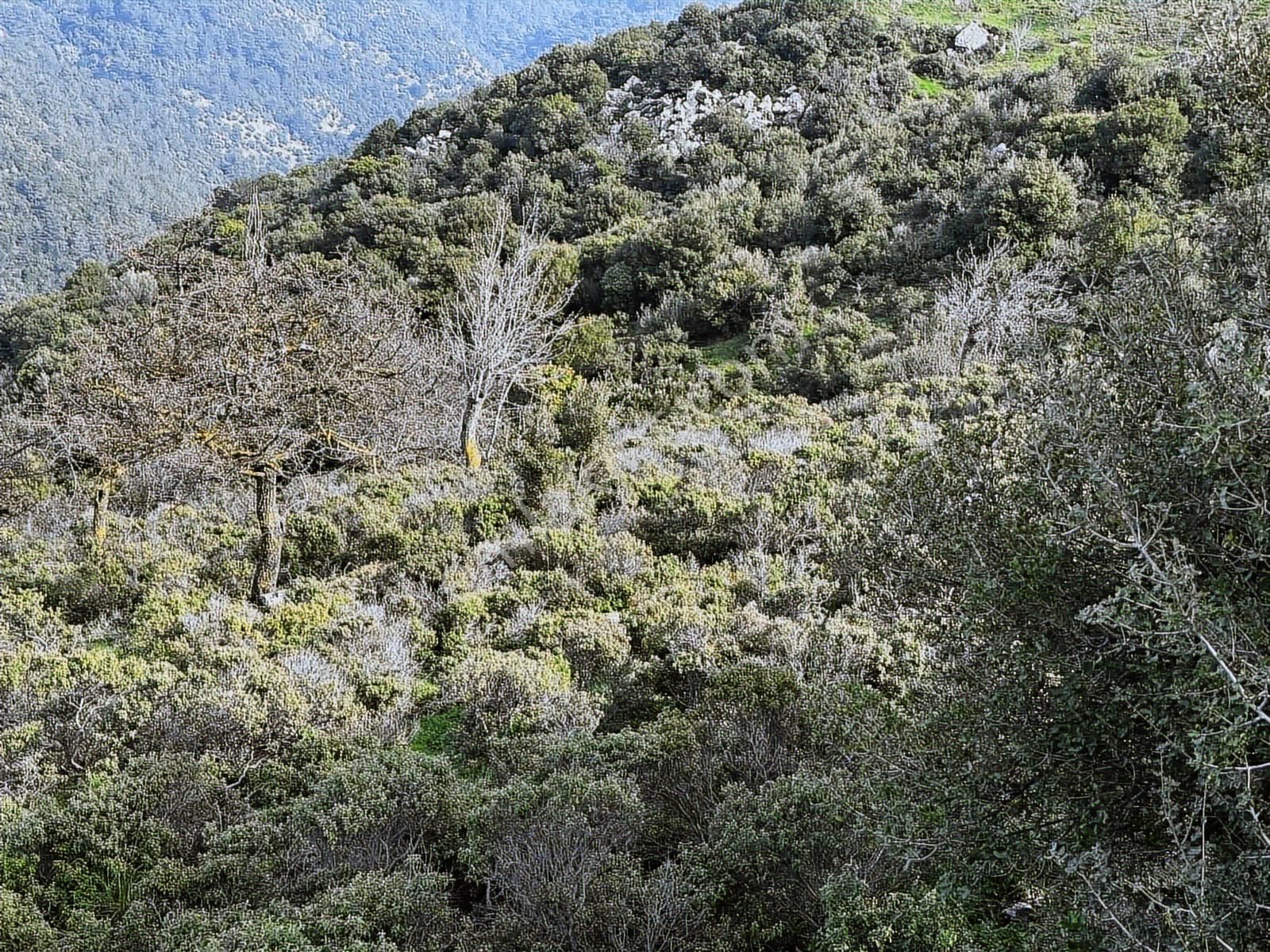 İzmir Güzelbahçe'de Deniz Manzaralı 16.041 M² Satılık Arsa - Görsel 21