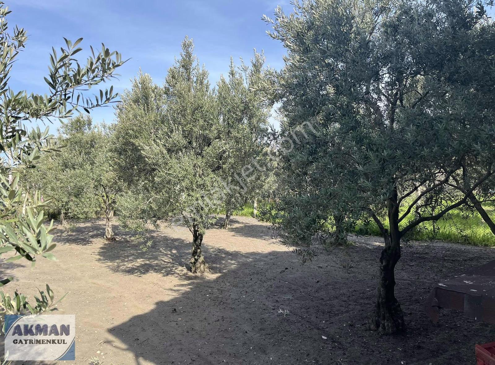 Süleymanlı Mh De 520 M2 Arsanın İçerisinde Müstakil Ev - Görsel 4