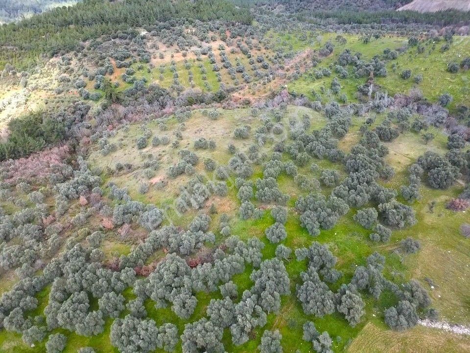 İzmir Bayındır Alanköy De Hayatınızın En Büyük Fırsatı 22.881m2 - Görsel 10