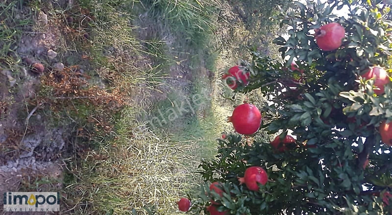 Limopol'den Saklıkent Yolu Üzeri 6.734 M² Satılık Tarla