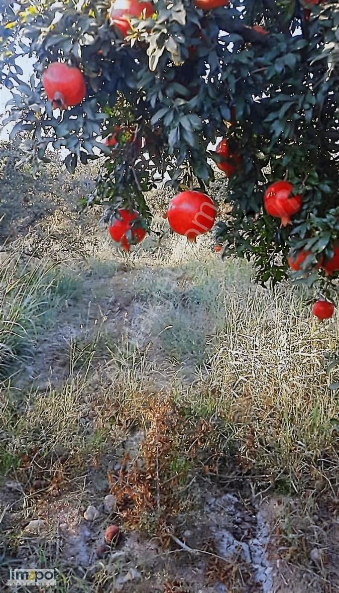 Limopolden Seydikemer Çamurköy Asfalta Sıfır Verimli Nar Bahçesi - Görsel 6