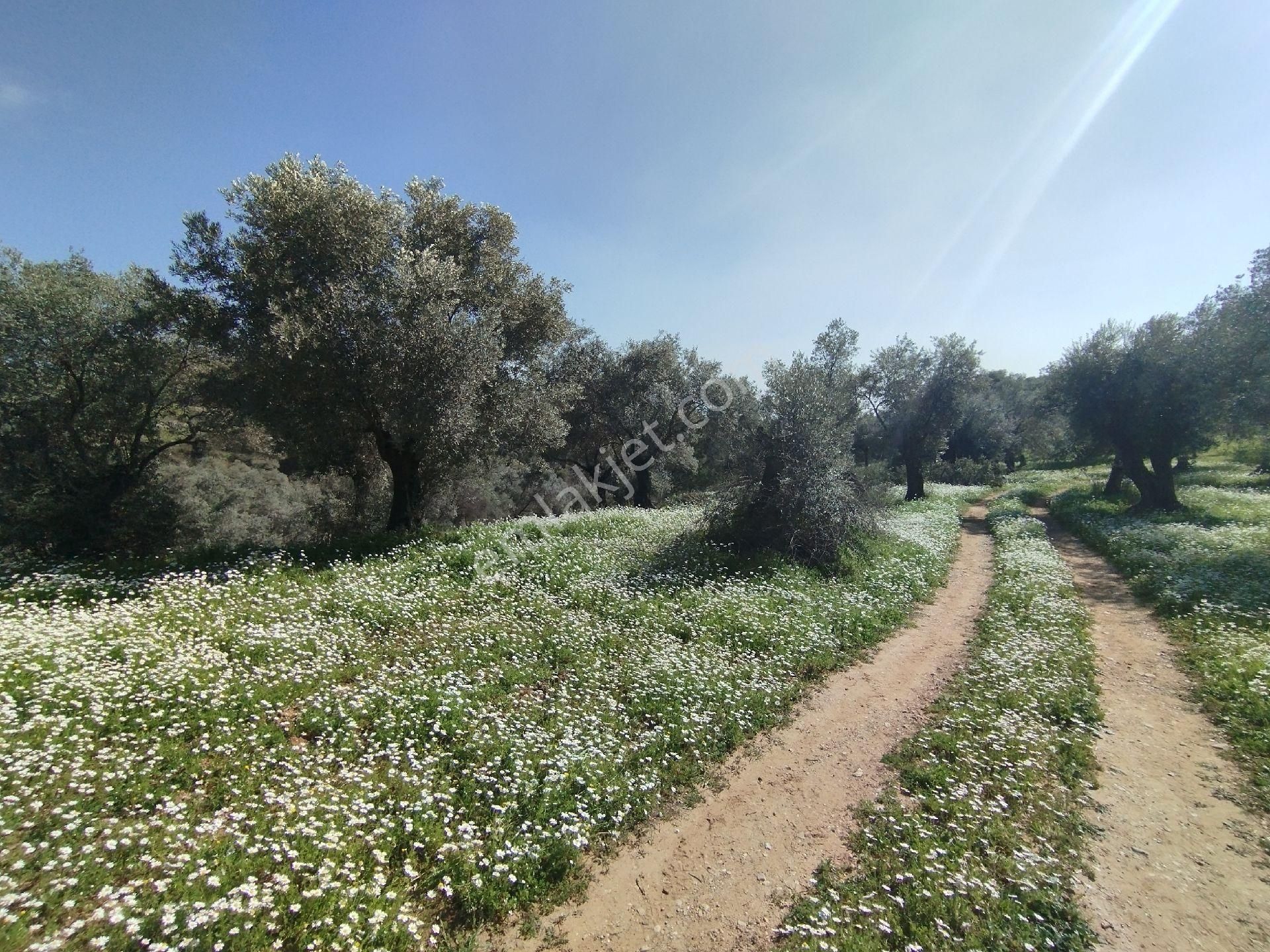 Müstakil Hobi Zeytin Bahçesi - Görsel 11
