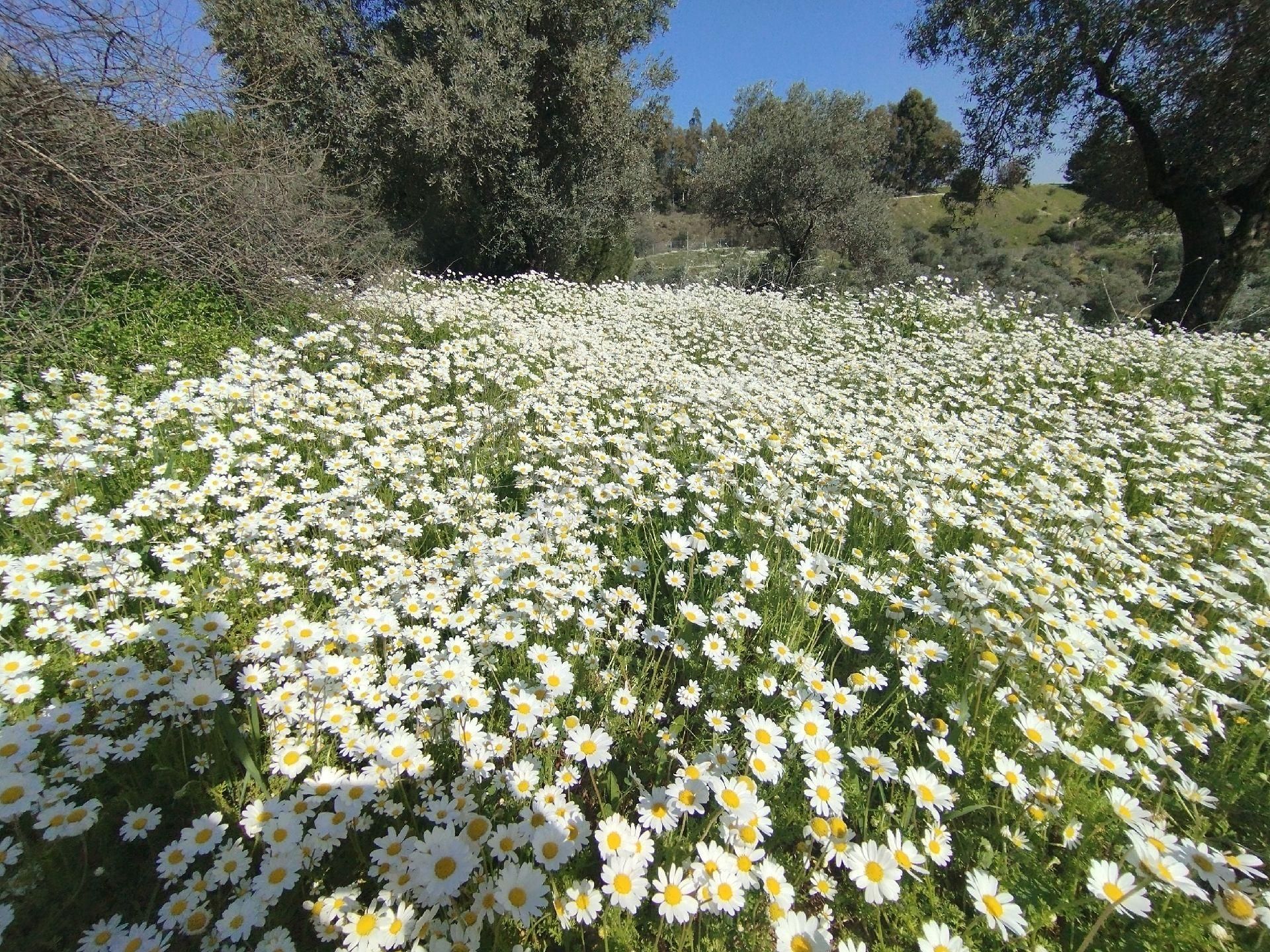Müstakil Hobi Zeytin Bahçesi - Görsel 13