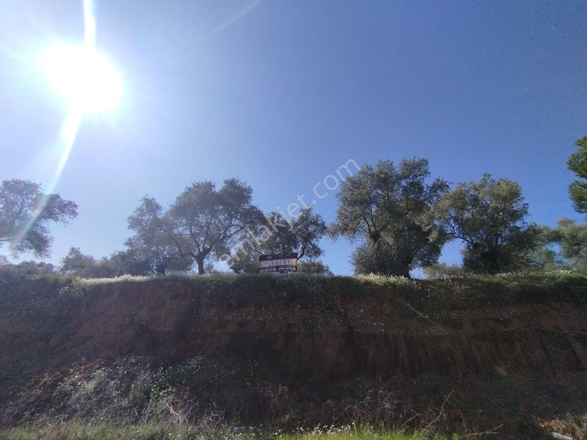 Müstakil Hobi Zeytin Bahçesi - Görsel 2