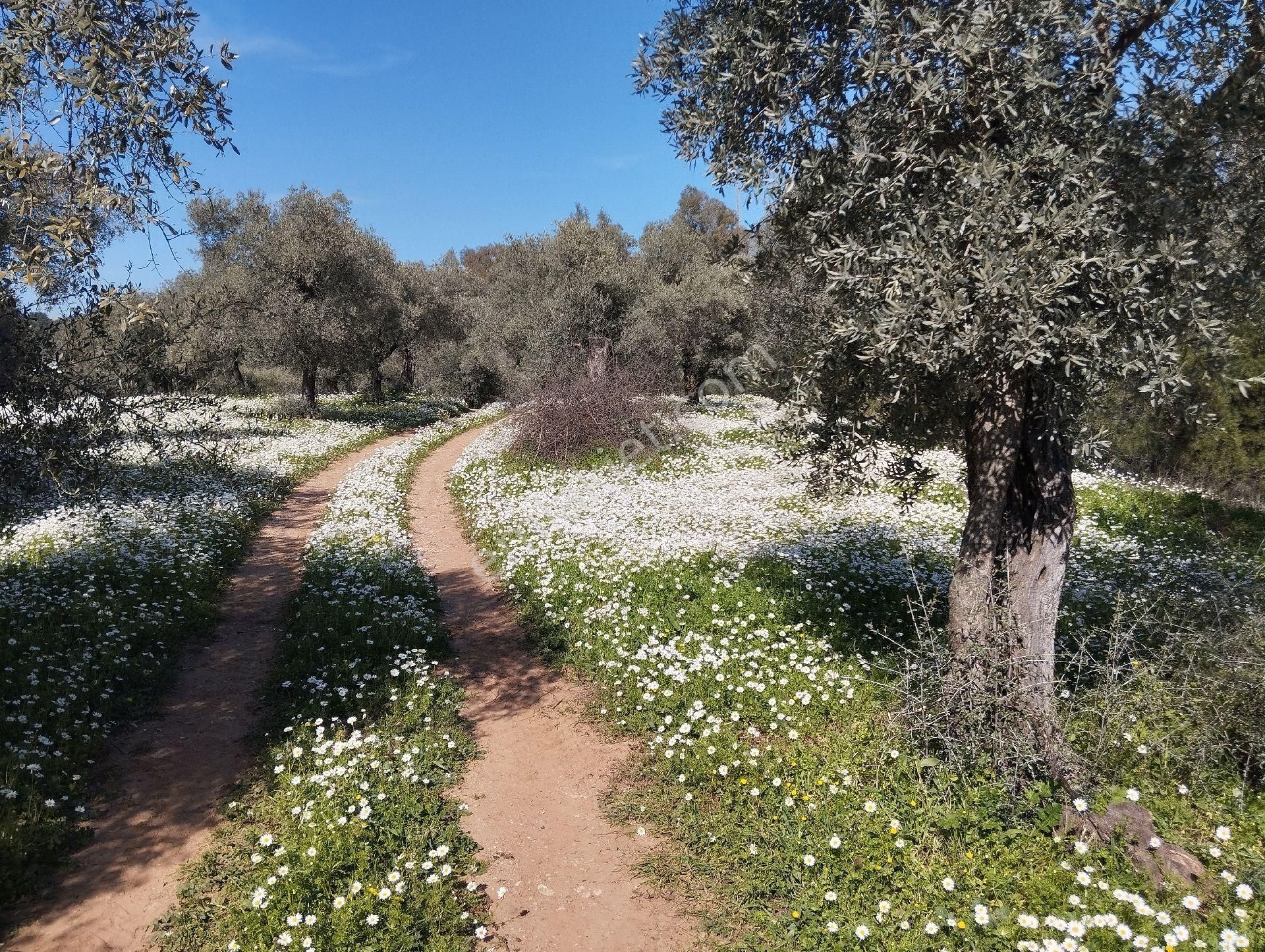 Müstakil Hobi Zeytin Bahçesi - Görsel 15