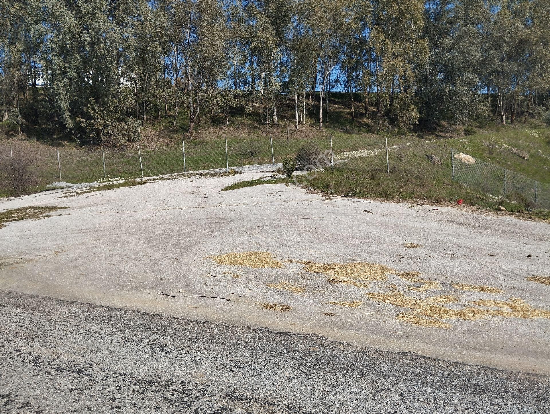 Müstakil Hobi Zeytin Bahçesi - Görsel 6