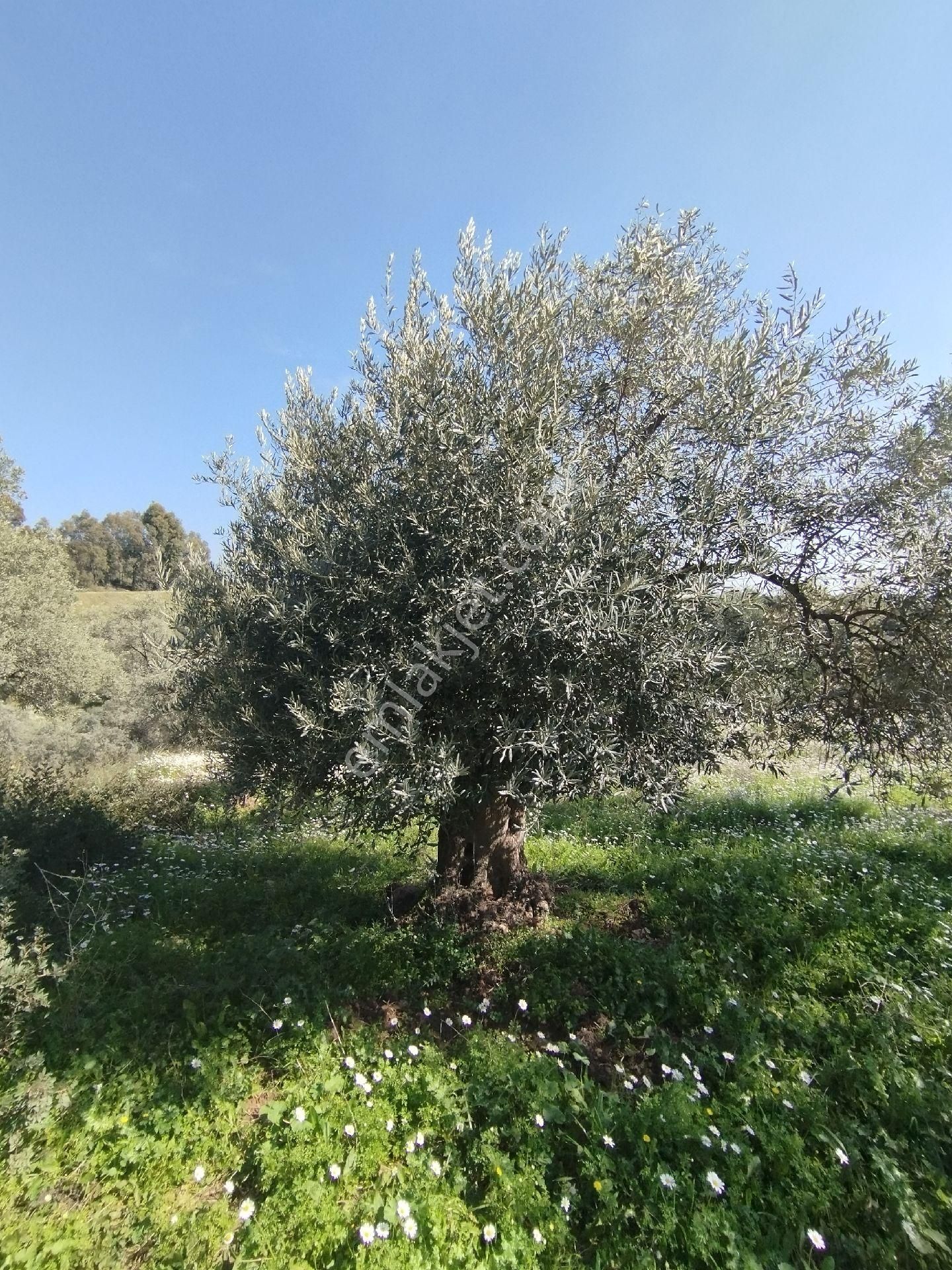 Müstakil Hobi Zeytin Bahçesi - Görsel 19