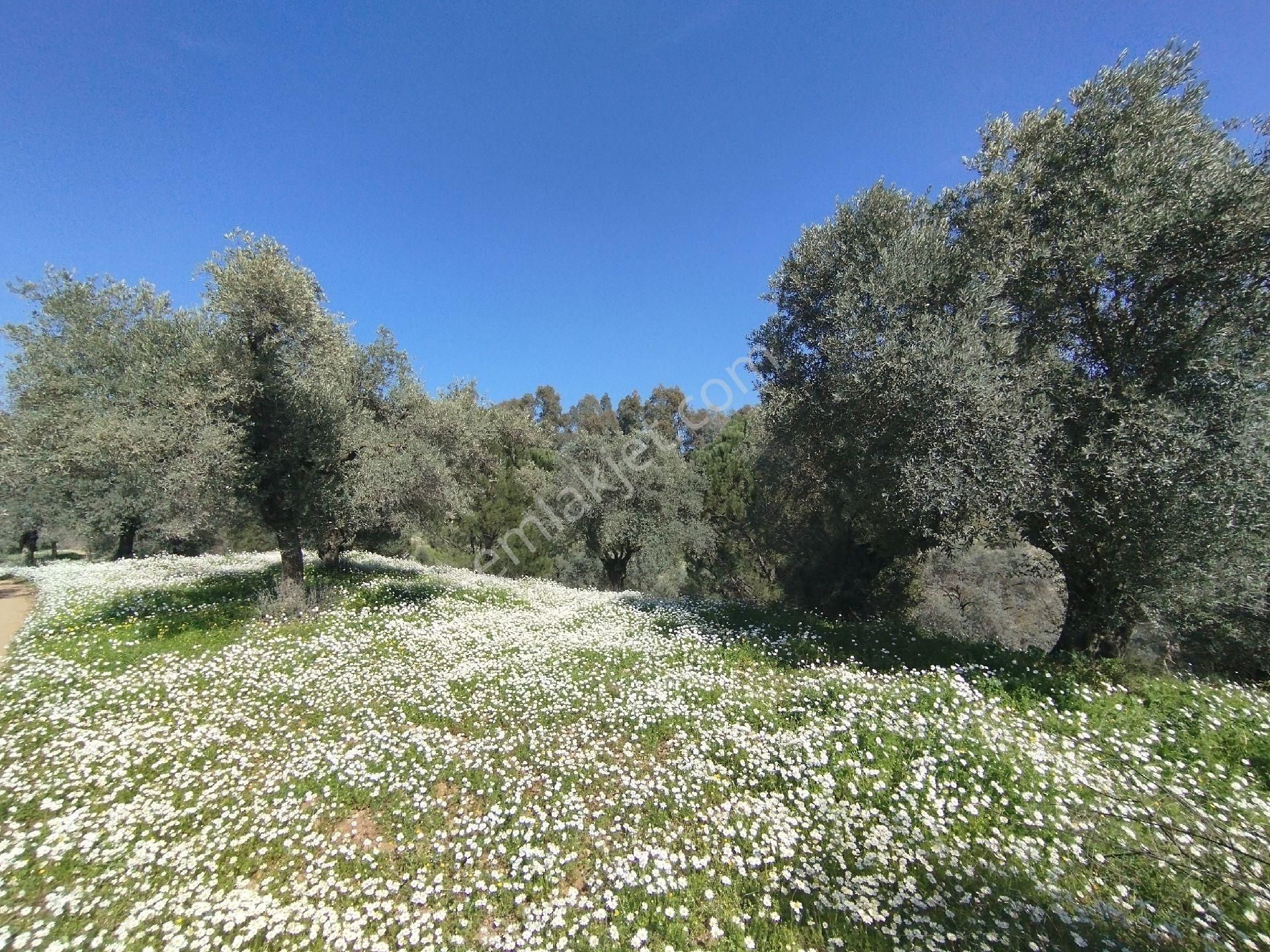 Müstakil Hobi Zeytin Bahçesi - Görsel 12