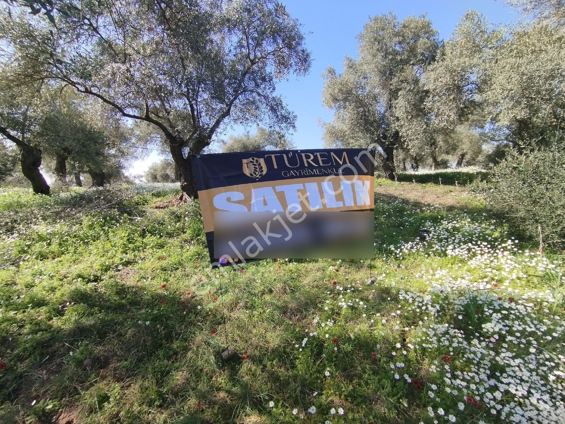 Müstakil Hobi Zeytin Bahçesi