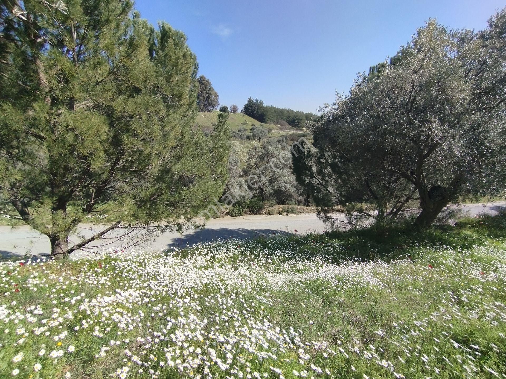 Müstakil Hobi Zeytin Bahçesi - Görsel 8