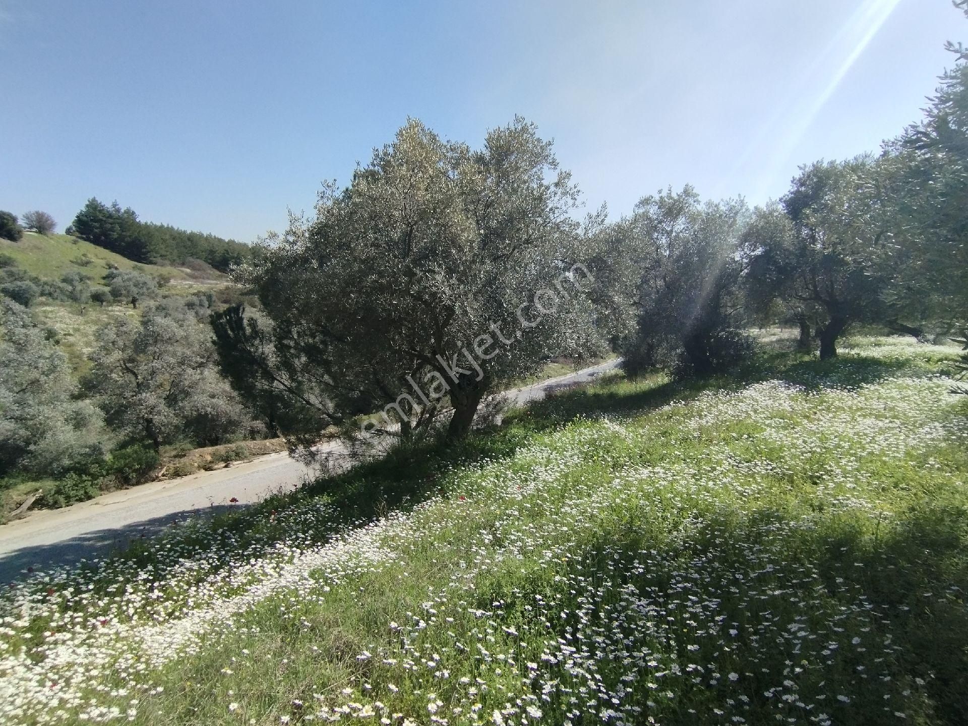 Müstakil Hobi Zeytin Bahçesi - Görsel 9