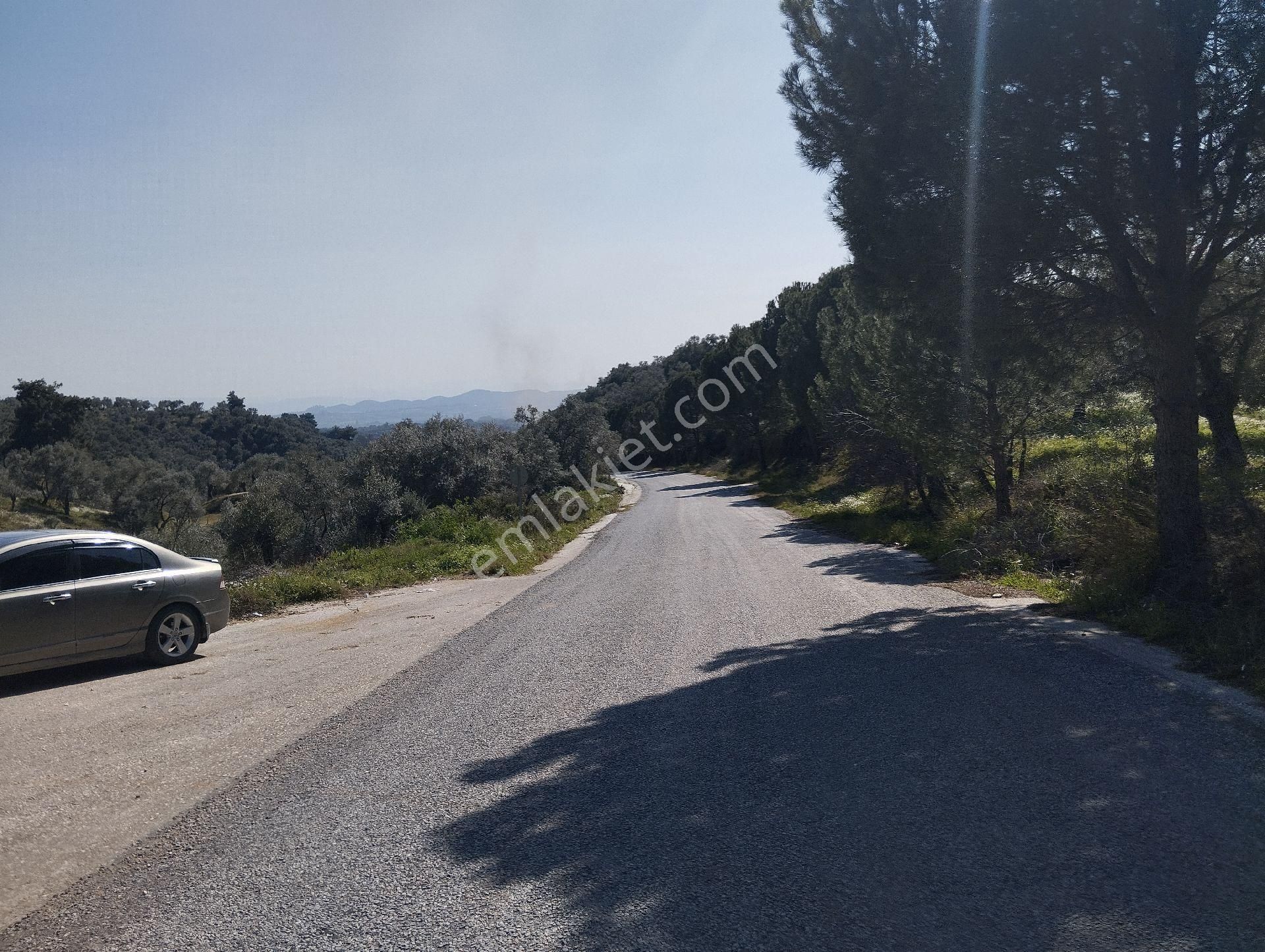 Müstakil Hobi Zeytin Bahçesi - Görsel 5