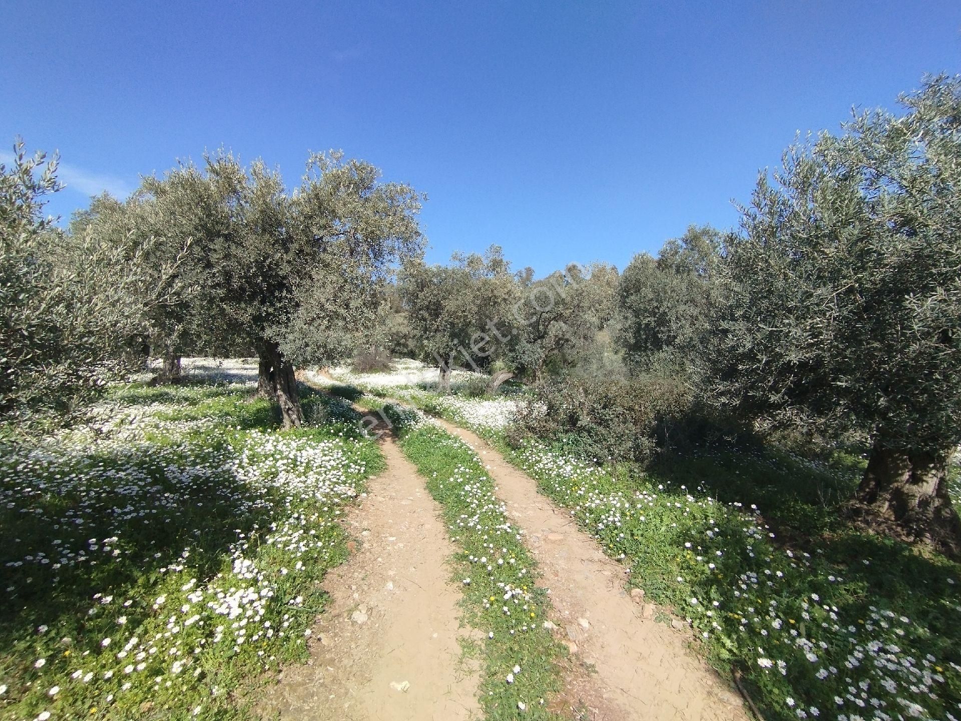 Müstakil Hobi Zeytin Bahçesi - Görsel 21