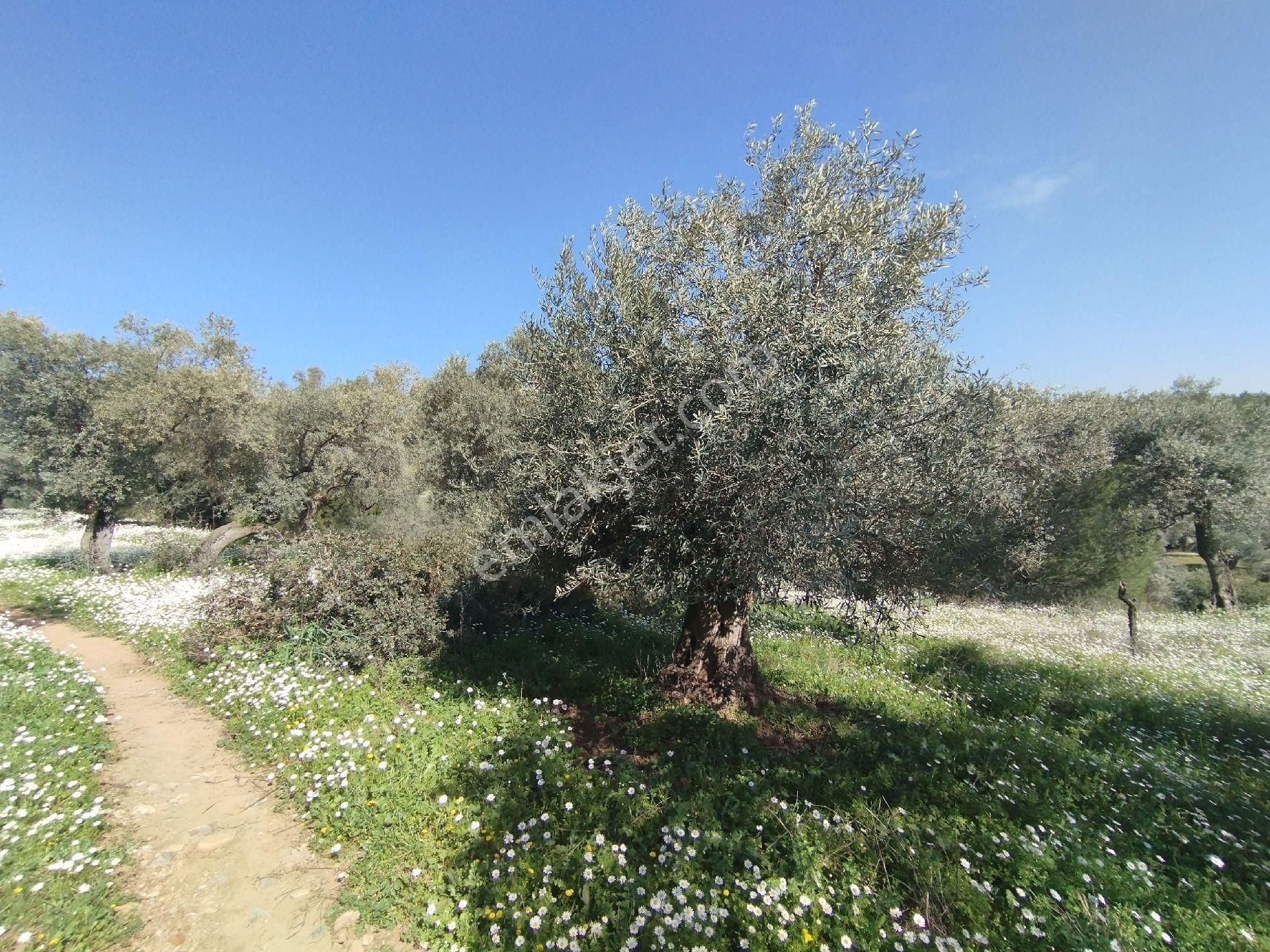 Müstakil Hobi Zeytin Bahçesi - Görsel 22