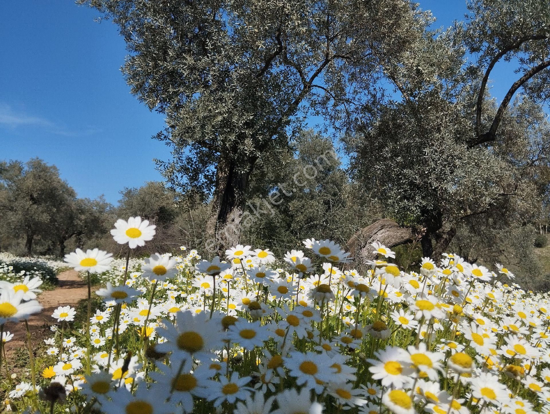 Müstakil Hobi Zeytin Bahçesi - Görsel 16