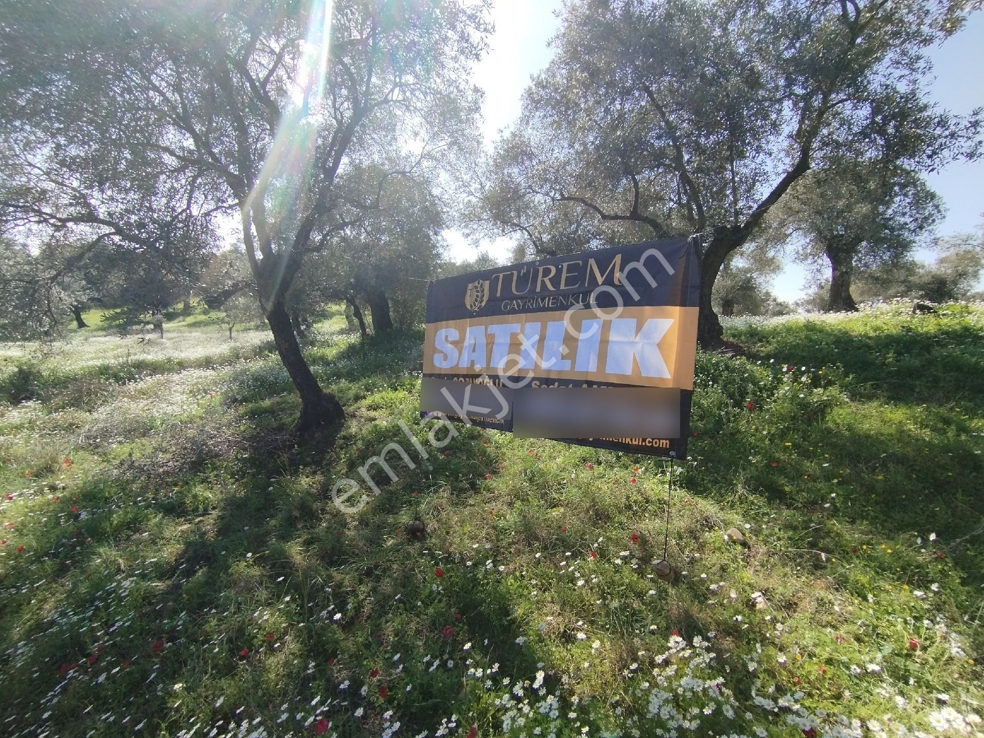 Müstakil Hobi Zeytin Bahçesi - Görsel 4