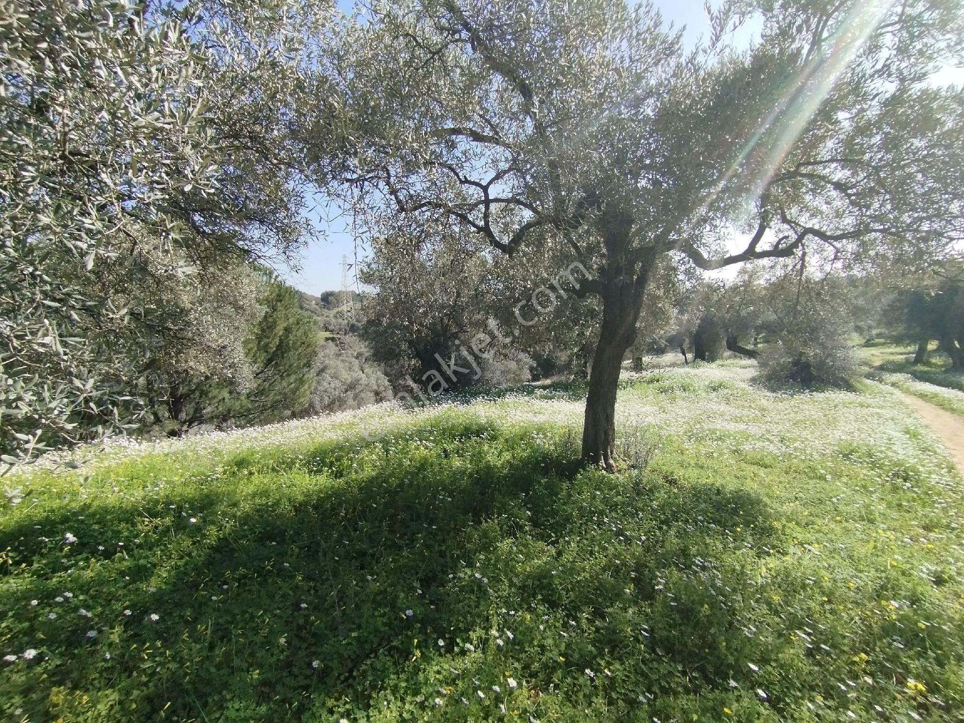 Müstakil Hobi Zeytin Bahçesi - Görsel 10