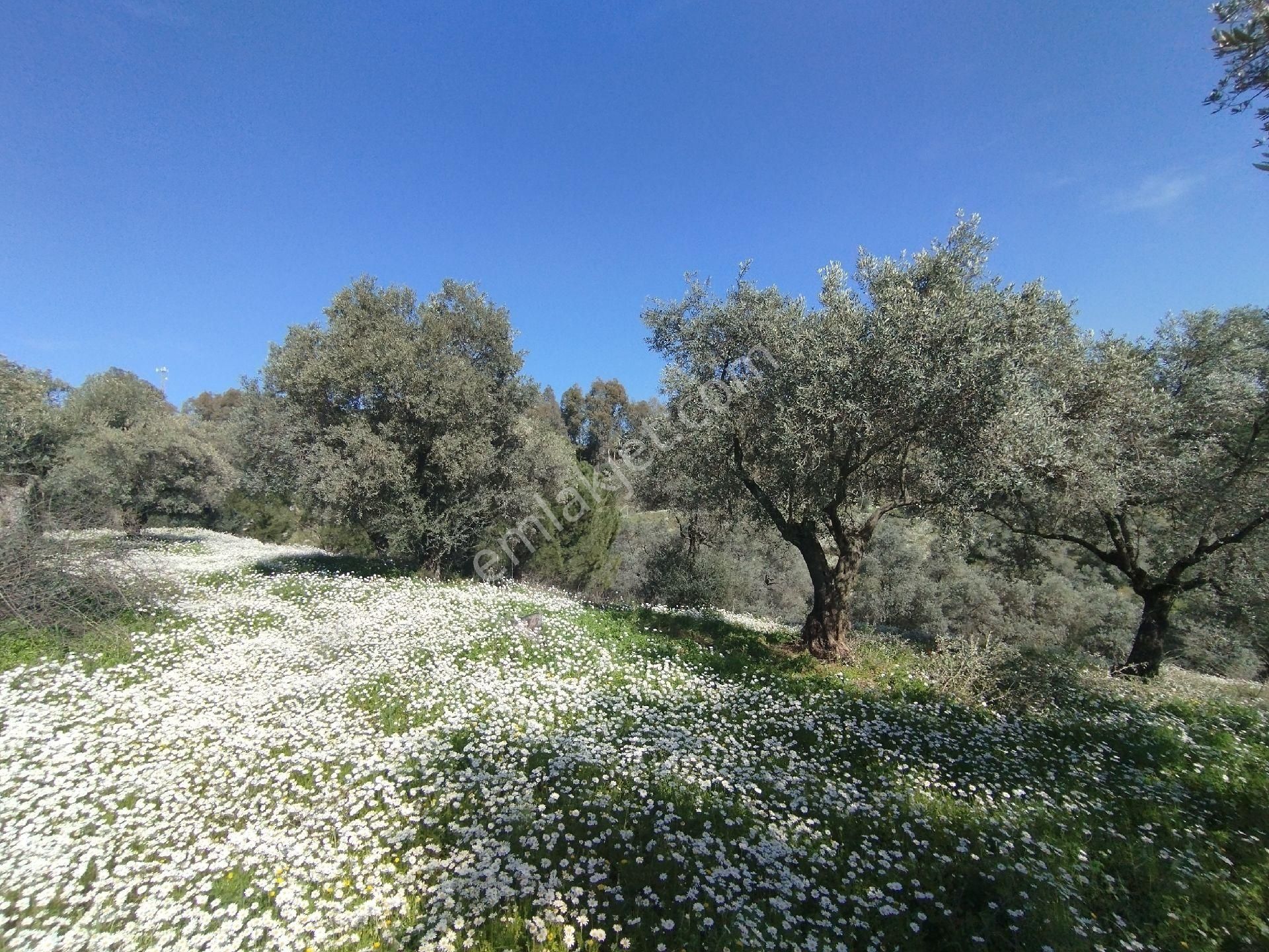 Müstakil Hobi Zeytin Bahçesi - Görsel 14