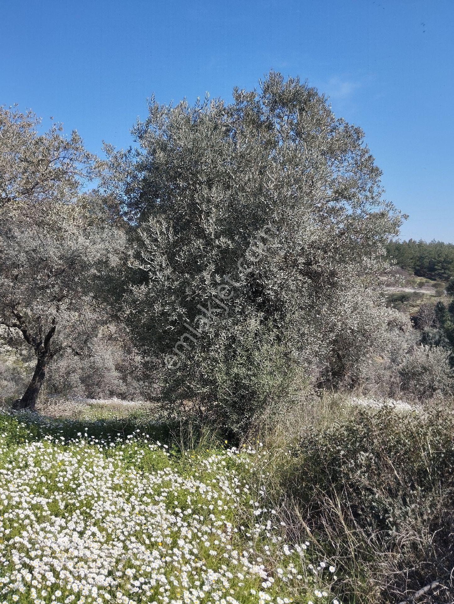 Müstakil Hobi Zeytin Bahçesi - Görsel 17
