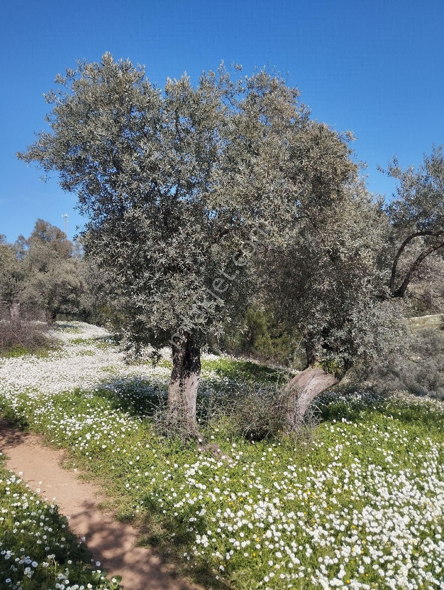 Müstakil Hobi Zeytin Bahçesi - Görsel 18