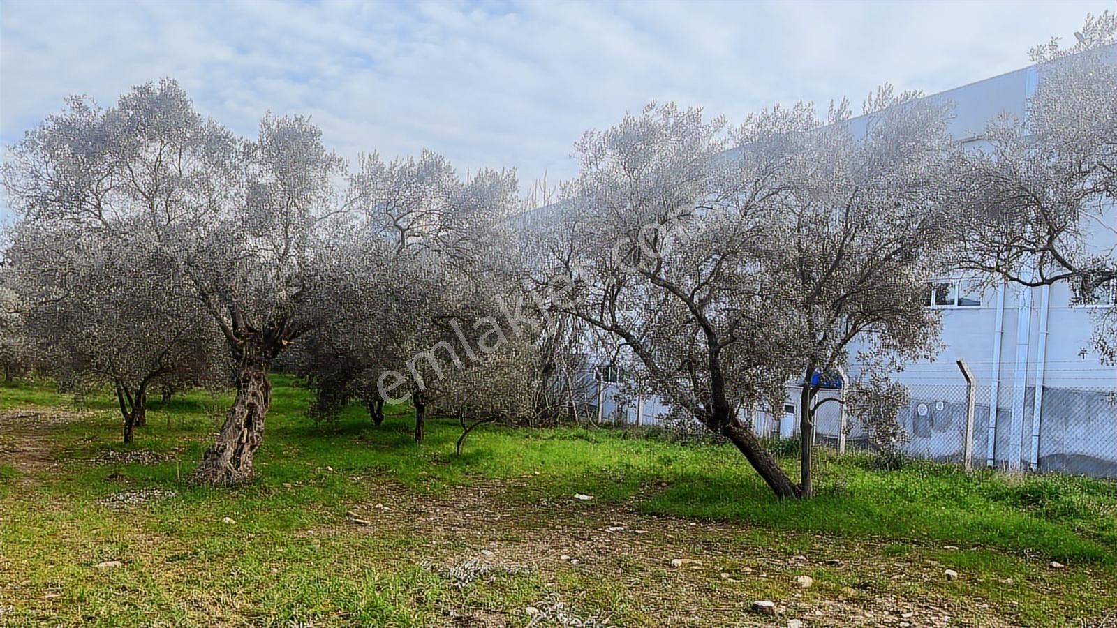 Torbalı Turyaptan Gazi Mustafa Kemal Mah 8274 M2 Bağ Bahçe Tarla - Görsel 18