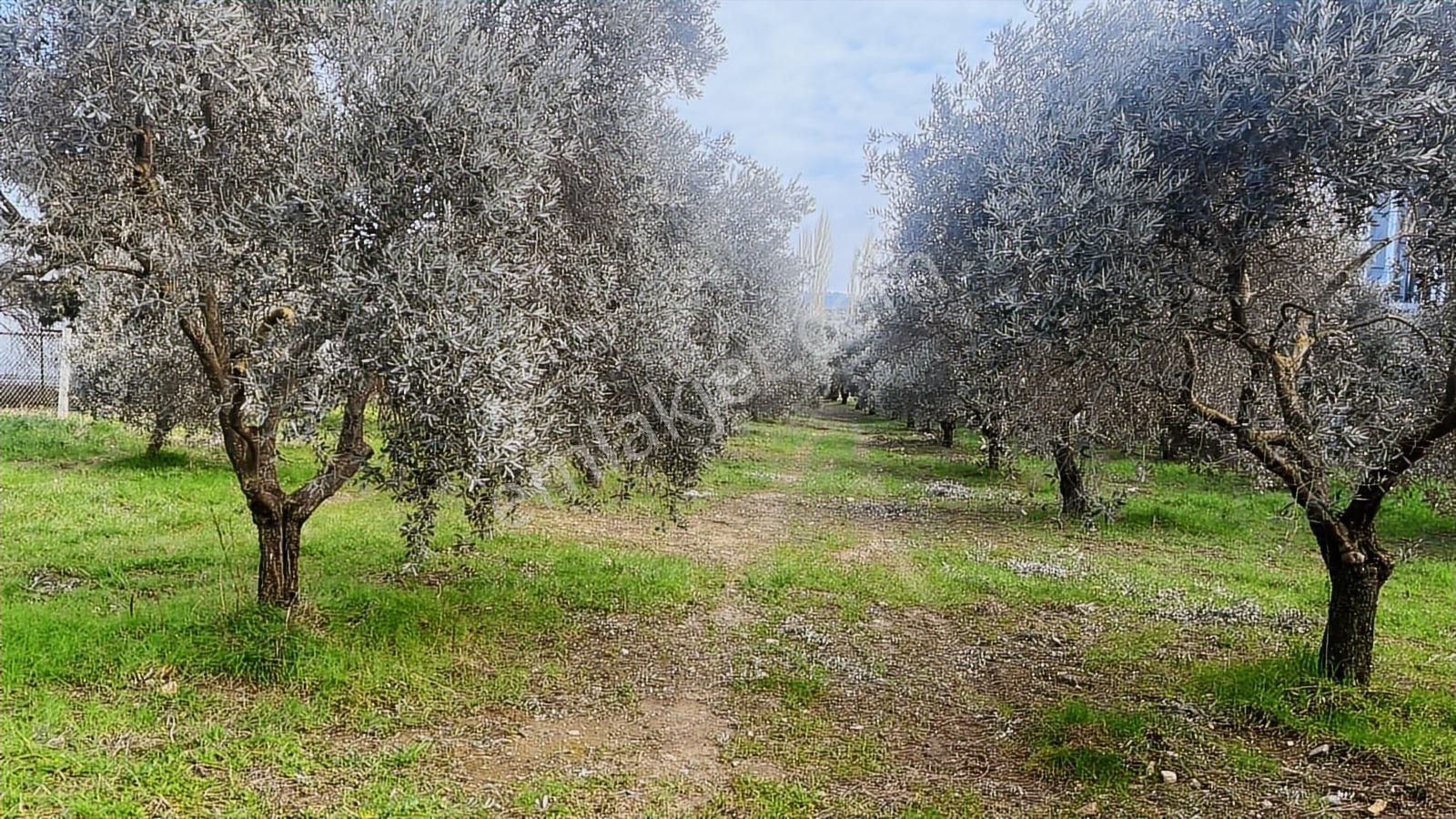 Torbalı Turyaptan Gazi Mustafa Kemal Mah 8274 M2 Bağ Bahçe Tarla - Görsel 29