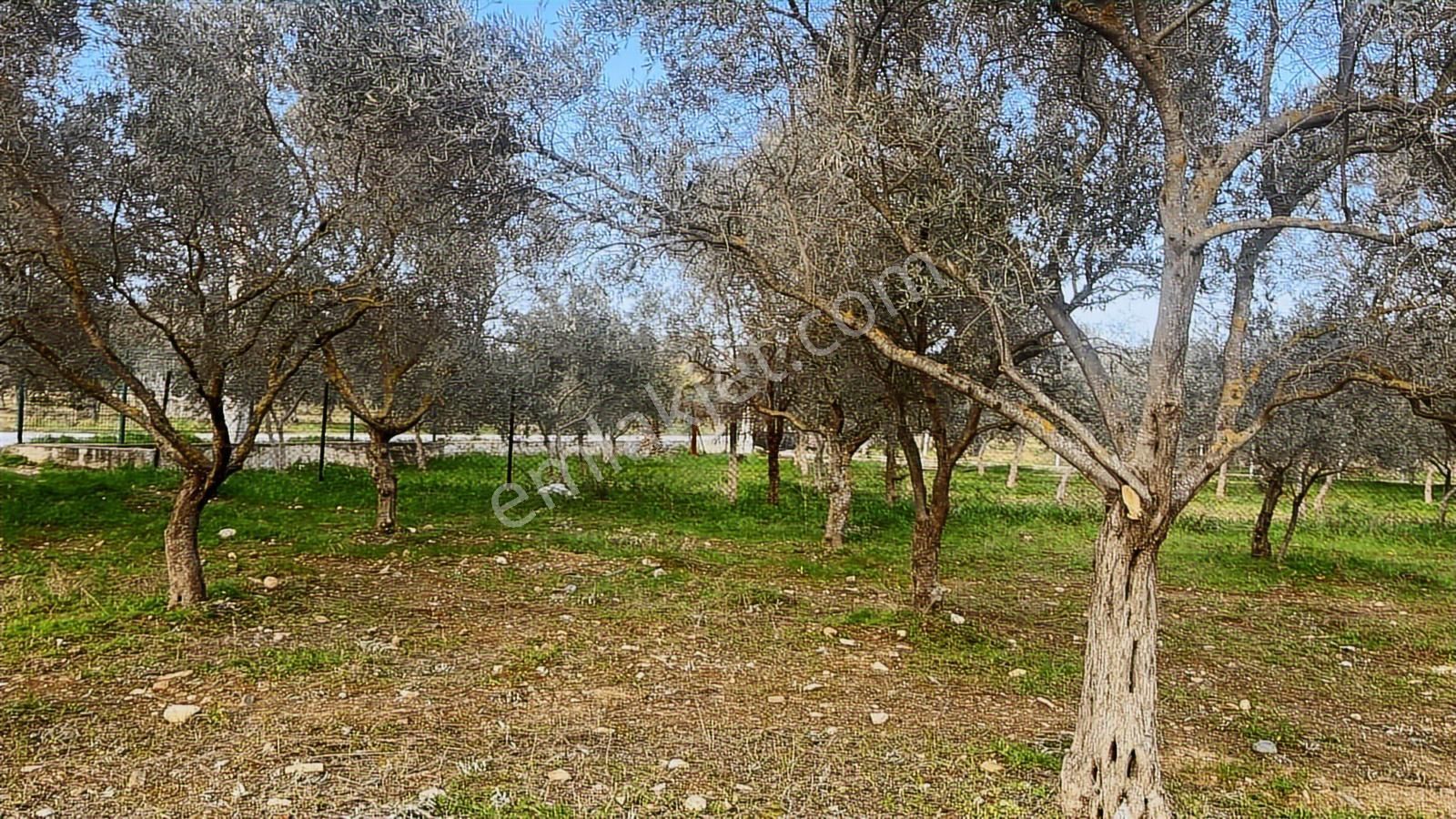 Torbalı Turyaptan Gazi Mustafa Kemal Mah 8274 M2 Bağ Bahçe Tarla - Görsel 32