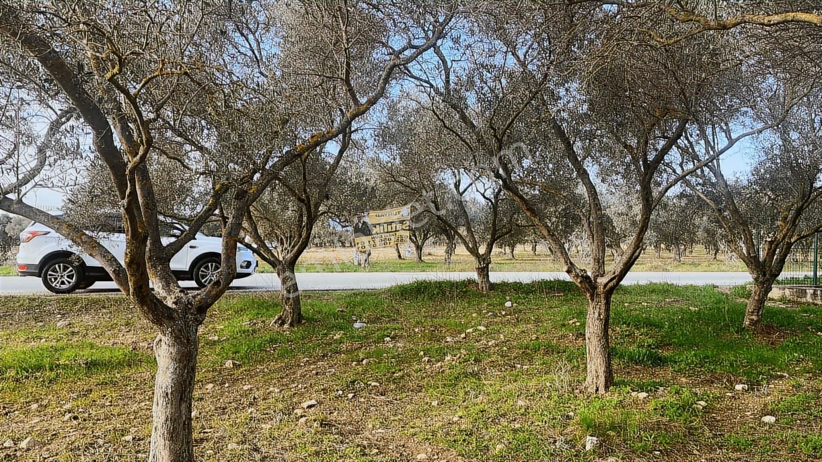 Torbalı Turyaptan Gazi Mustafa Kemal Mah 8274 M2 Bağ Bahçe Tarla - Görsel 8