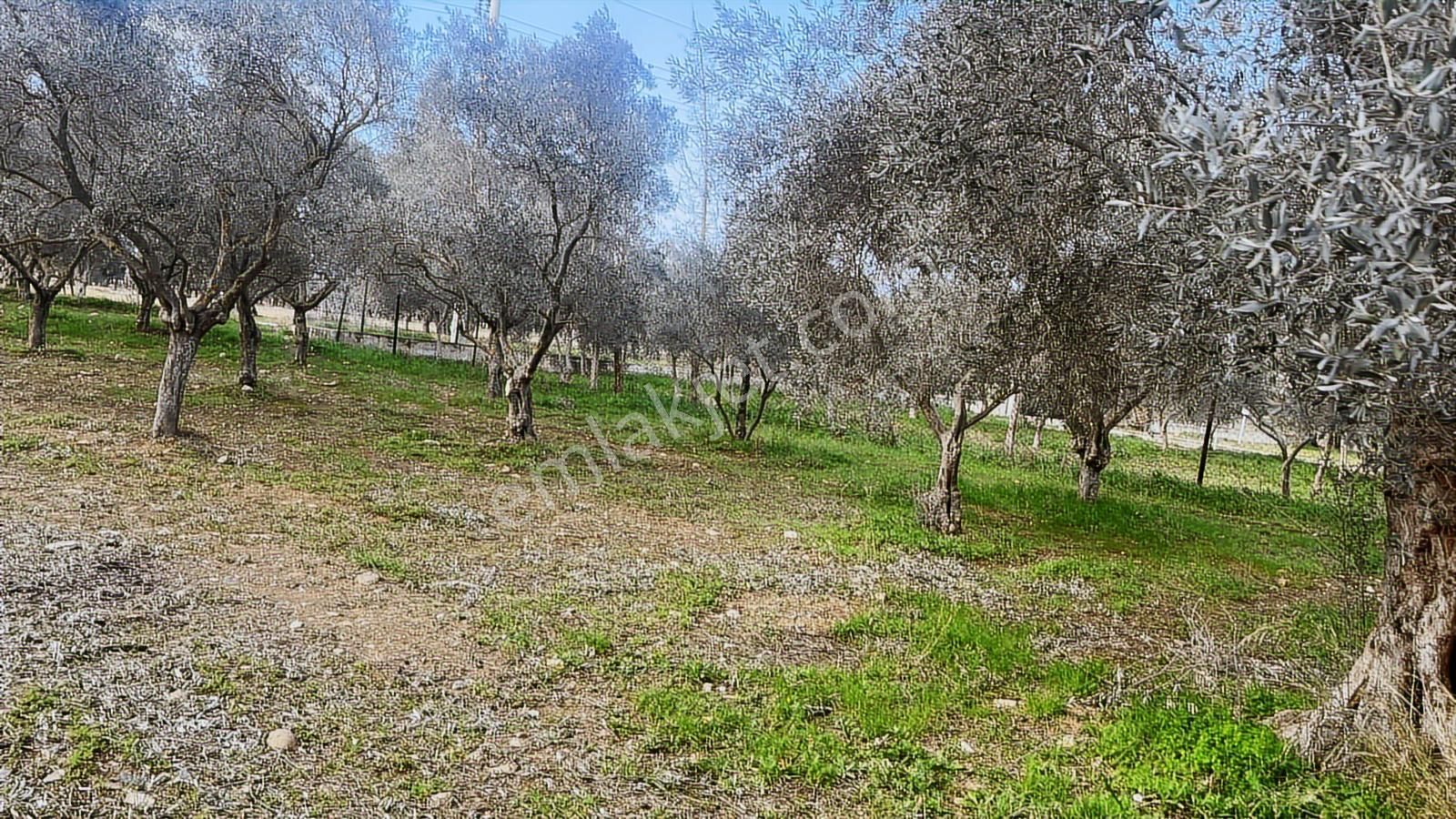 Torbalı Turyaptan Gazi Mustafa Kemal Mah 8274 M2 Bağ Bahçe Tarla - Görsel 25