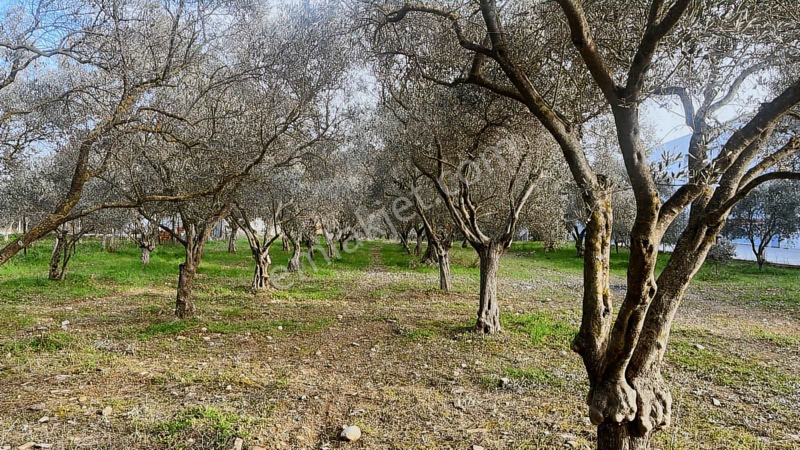 Torbalı Turyaptan Gazi Mustafa Kemal Mah 8274 M2 Bağ Bahçe Tarla - Görsel 22