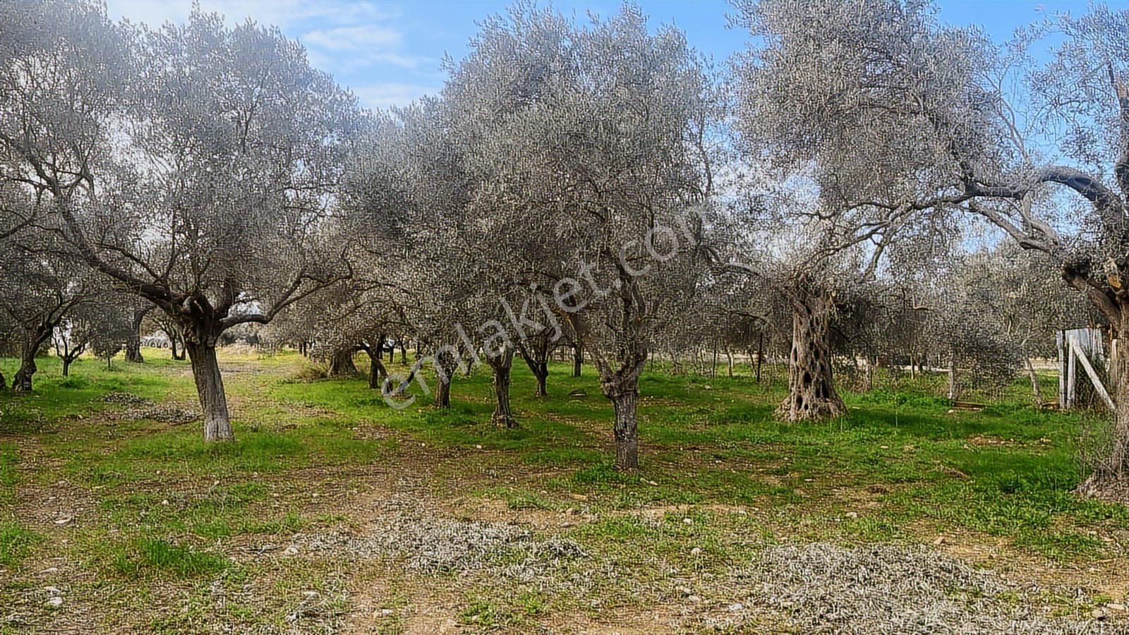 Torbalı Turyaptan Gazi Mustafa Kemal Mah 8274 M2 Bağ Bahçe Tarla - Görsel 21