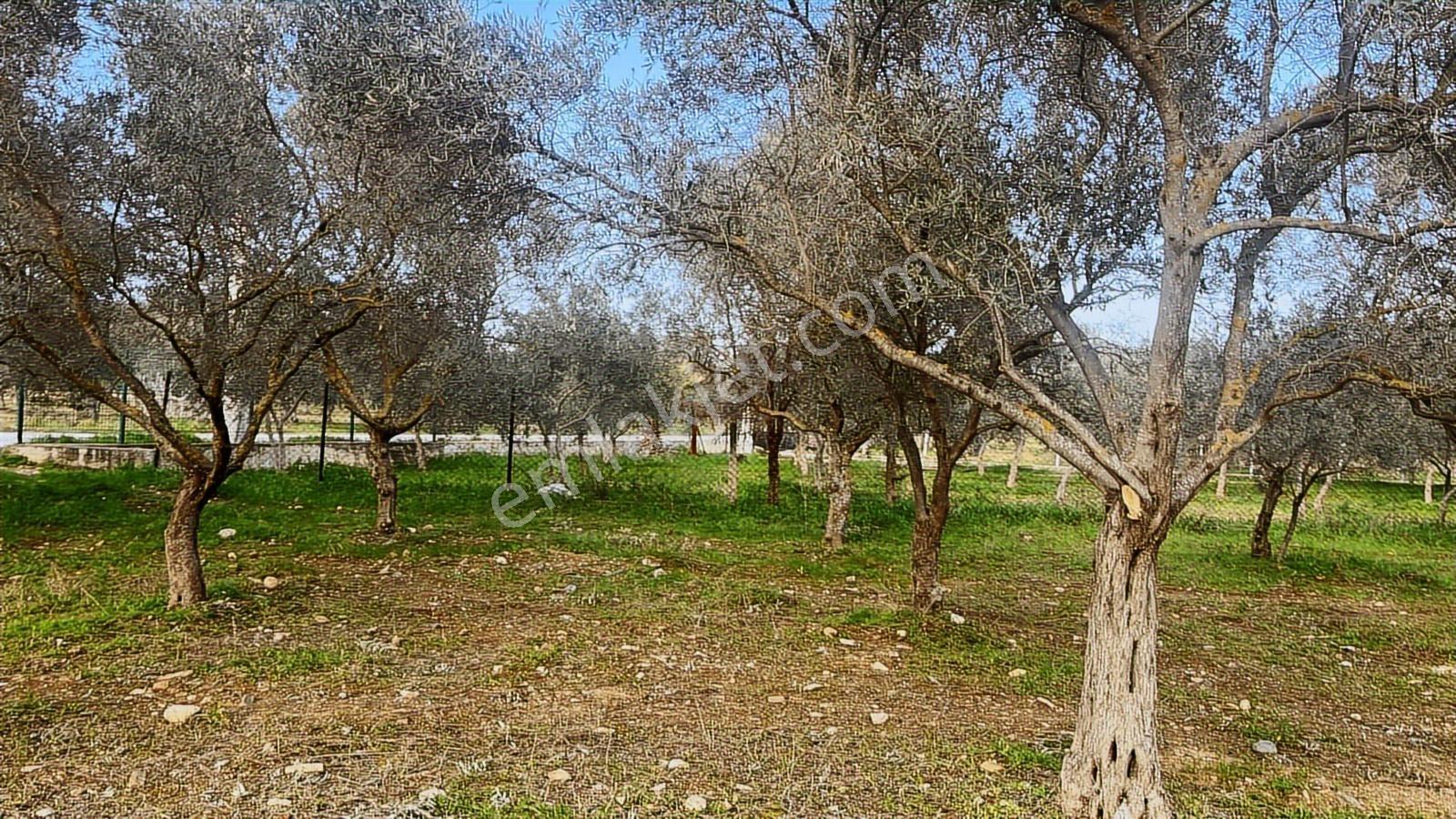 Torbalı Turyaptan Gazi Mustafa Kemal Mah 8274 M2 Bağ Bahçe Tarla - Görsel 9