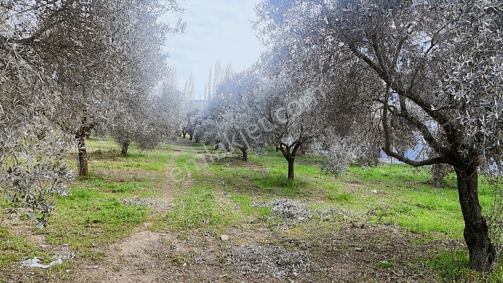 Torbalı Turyaptan Gazi Mustafa Kemal Mah 8274 M2 Bağ Bahçe Tarla - Görsel 12