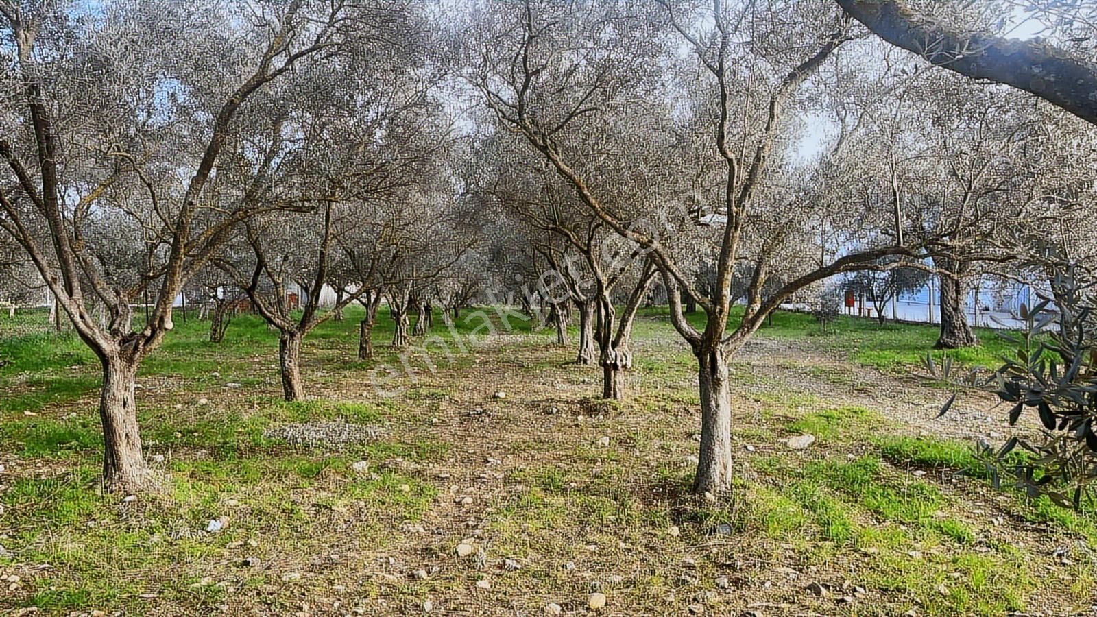 Torbalı Turyaptan Gazi Mustafa Kemal Mah 8274 M2 Bağ Bahçe Tarla - Görsel 20