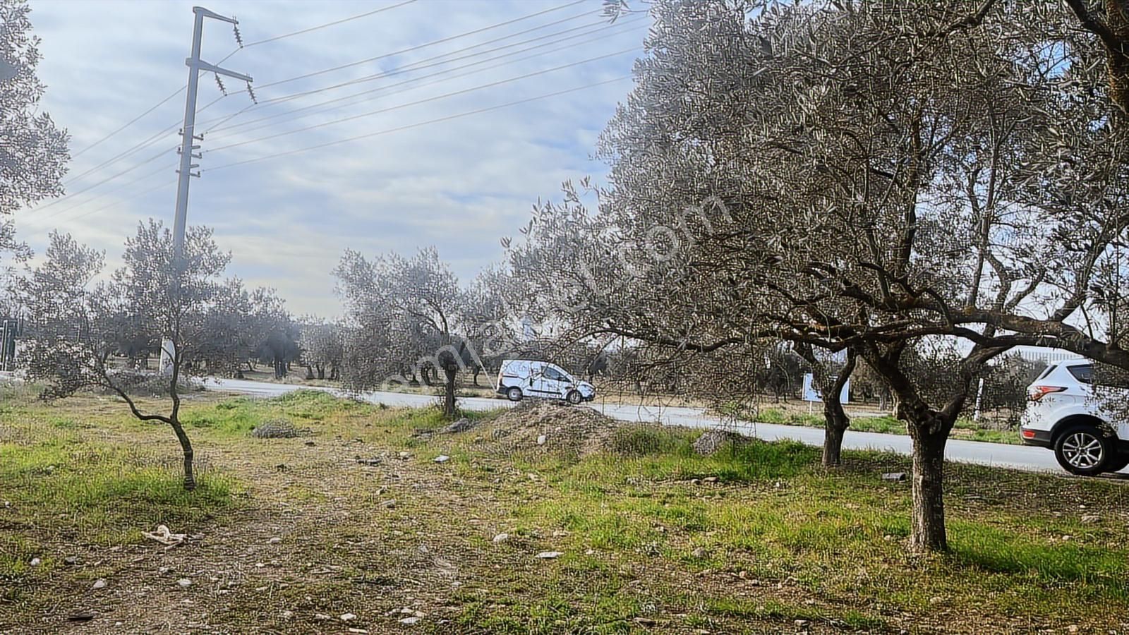 Torbalı Turyaptan Gazi Mustafa Kemal Mah 8274 M2 Bağ Bahçe Tarla - Görsel 31