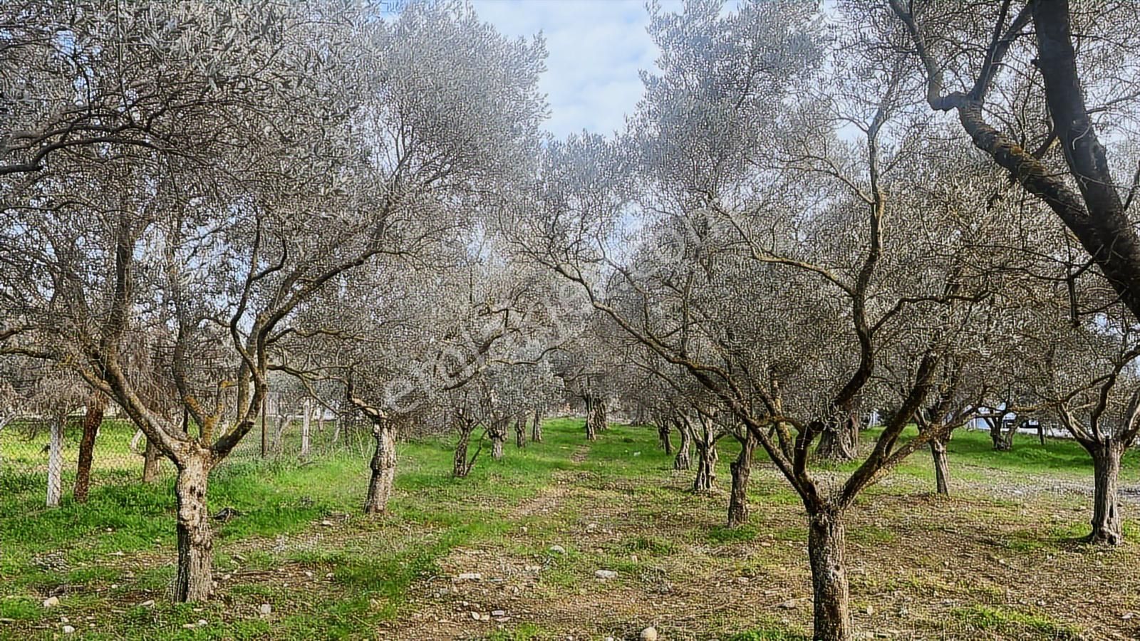 Torbalı Turyaptan Gazi Mustafa Kemal Mah 8274 M2 Bağ Bahçe Tarla - Görsel 34
